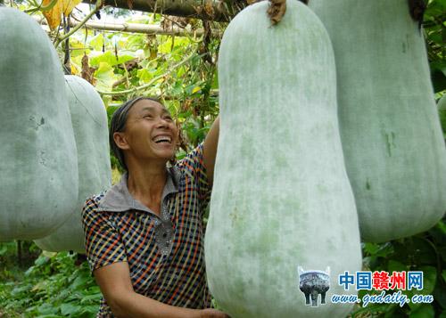 Growing Organic Vegetables Supported in Mashuang