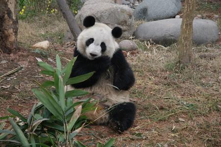 Returning Giant Panda Mei Lan Adapts to Her Hometown Very Well, Weight Gain