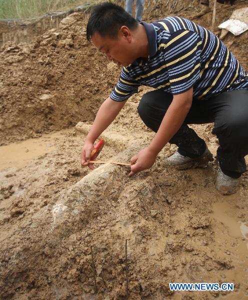 Fossil of ancient elephant   s tusk unearthed in E China