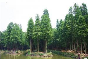Travel in the aquatic Forest Park in Xinghua Lee  Taizhou of China