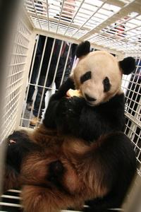 Six star pandas have been finalized    Chengdu Pambassador    will be able to have up close contact