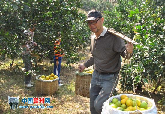 Tourists Enjoy Picking Navel Oranges