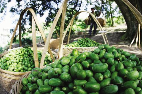 Farmers grow rich from planting torreya trees