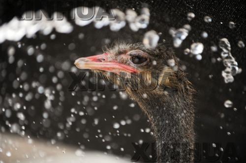 Ostrich in Bozhou has cool summer