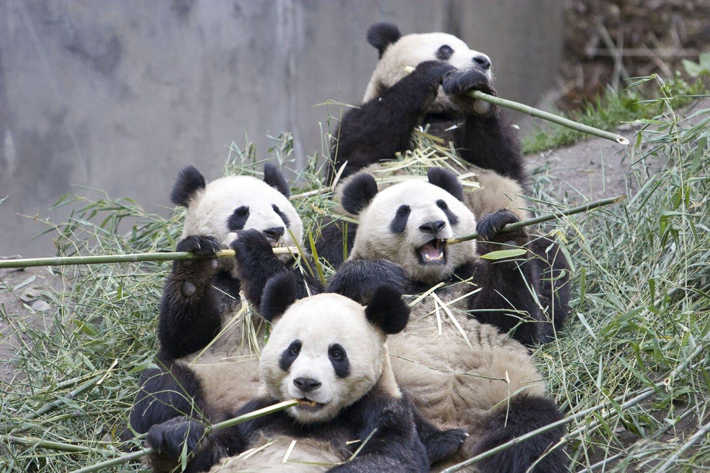 Giant Panda And Bamboo: More Than A Meal To The Endangered Bear