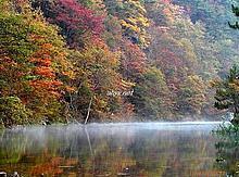 The sparrow hawk falls in the national-level nature reserve of level ground and travels  An   qing of China