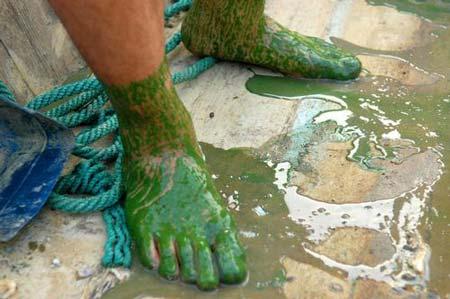 Algae menace    to be savior of China's fabric industry