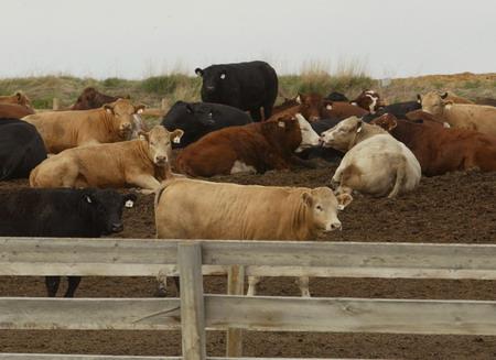 Canada seeks to beef up its industry