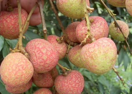 Chinese lychee season begins