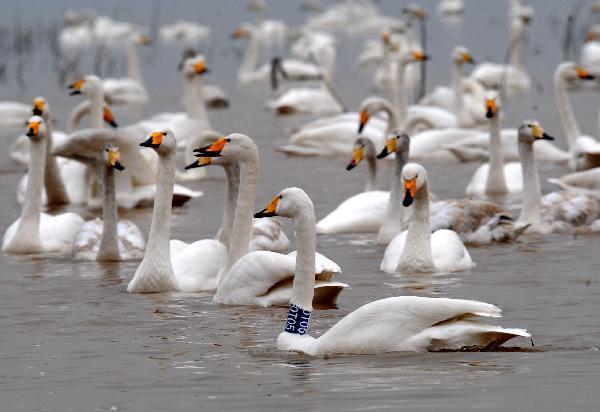 Whooper swans from Siberia settle in Henan for wintering