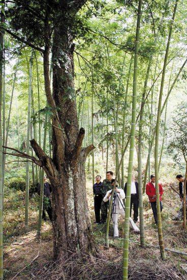 More than 1,500 ancient endangered trees found in Guangdong