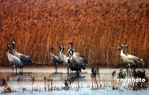 Sandhill cranes found in Yellow River delta