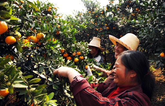 The price of Xinyu tangerine reaches 1.3 Yuan per Jin