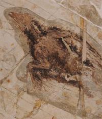 EurekAlert!: Dark Age For China   s Winged Dinosaurs Ends With Renaissance Of Long Lost Feather Coloring