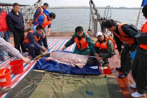 Ex-situ Conservation of Yangtze Finless Porpoises Goes well in Tian-e-zhou Baiji National Reserve