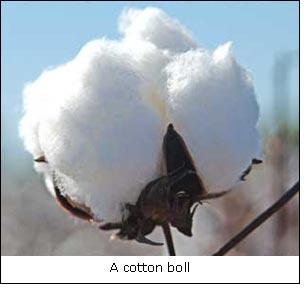 Uganda:Cotton growers given a respite from jassids