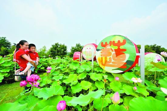 Lotus exhibition held in Hefei