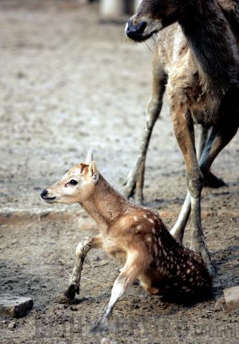 Back to Nature--China Gradually Restoring the Population of Wild Pere David's Deer