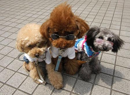 Dog fiesta in Tokyo