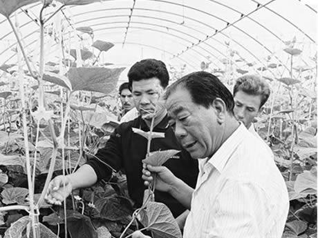 China started greenhouse vegetables growth in 1986