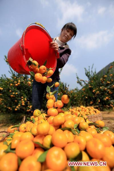Harvest season arrives in S.W. China's Guangxi
