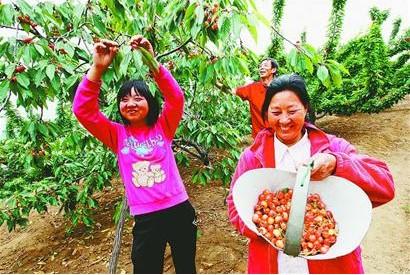 Orchardists Were Happy to Pick Cherries