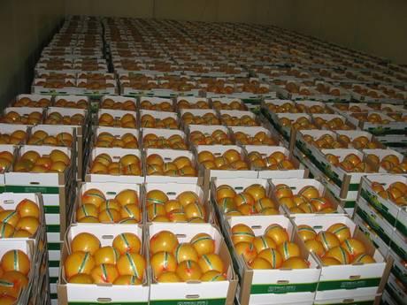 China: Cold weather delays apple harvest in Jining Foreign Trading
