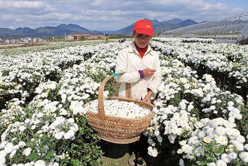 Chrysanthemum Harvested in Xiuning