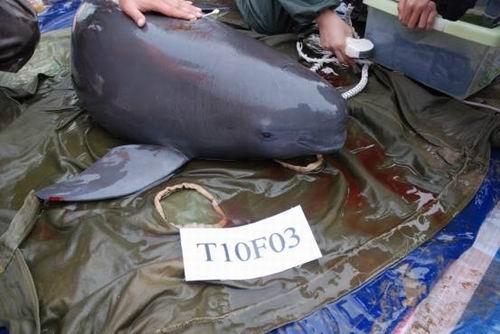 Ex-situ Conservation of Yangtze Finless Porpoises Goes well in Tian-e-zhou Baiji National Reserve