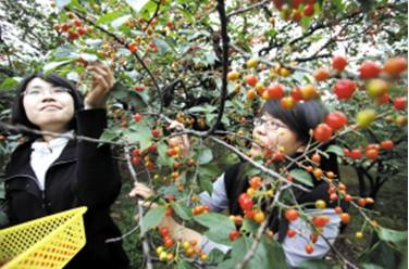 Jinan Cherry Comes into Market in Large Number