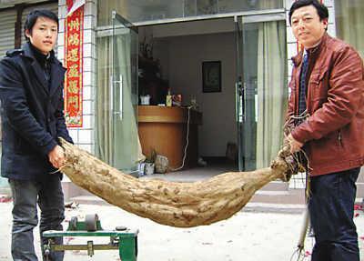 Mammoth wild kudzu vine root dug up in Jiangxi