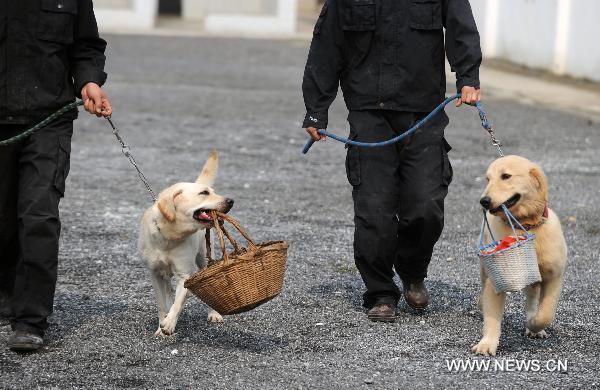 Dog Training Popular in China