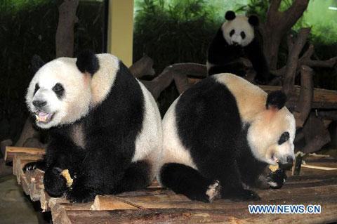 Giant pandas enjoy mooncakes