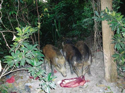 Wild boars reappear in Lianhua Mountain