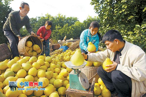 Get Rich by Growing Sweet Pomelo