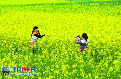 Rape Flowers Blooming in Chutan Town of Gan County