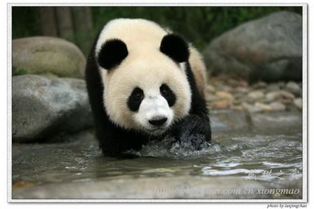 Giant Pandas: Dabble