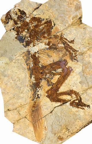 Exceptional Dinosaur Fossils Show Ontogenetic Development of Early Feathers