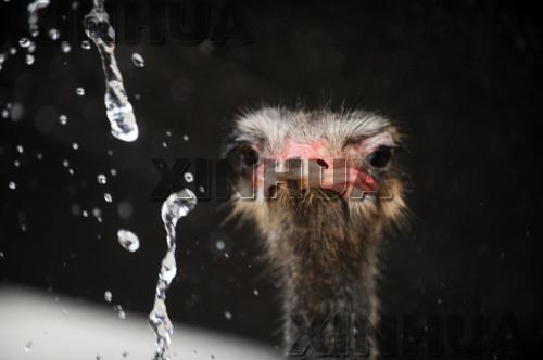 Ostrich in Bozhou has cool summer