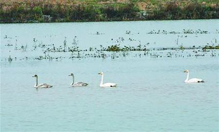 The first group swans flew to Jinan to live through winter