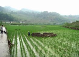 Chinese Scientists Paint Global Map of Paddy Methane Emission