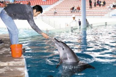 Dolphin at new home