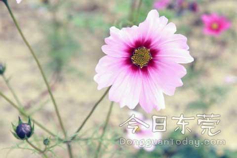 Flowers flourish in Songshan Lake