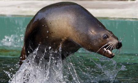 Canada fights EU ban on seal products at WTO
