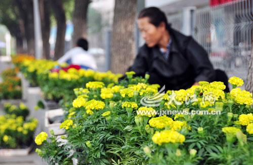 Tens of Thousands of marigolds Will Be Transplanted on Bayi Avenue