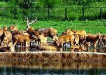 Travel in the south Haizi elk   s deer park  Beijing of China