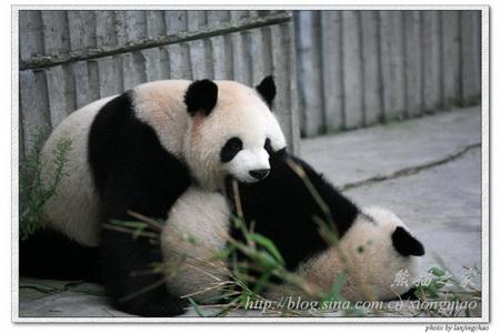 Giant Panda: Two wrestling experts demonstrating their skills