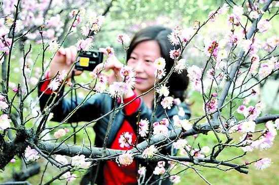 Wuhu: Wintersweet flowers in spring