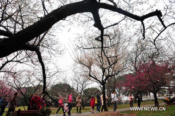 Blossoming plum trees welcome beginning of spring