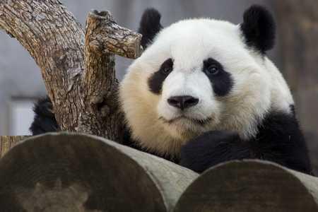 Meilan, a panda at the Chengdu Panda Base, to be the Earth Hour Global Ambassador